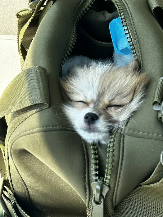 SuperStar Puppies Picture 9