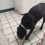 Riverside Animal Hospital