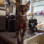 Victoria Animal Hospital