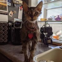 Victoria Animal Hospital ico