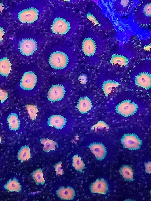 Supreme Reefs Picture 10