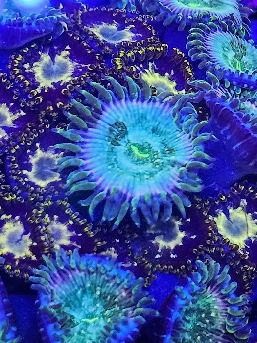 Supreme Reefs Picture 8