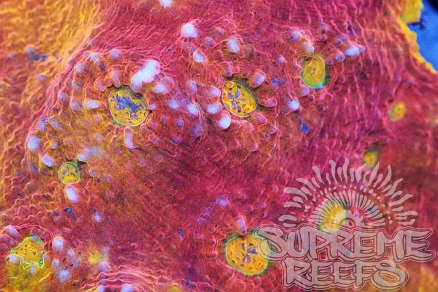 Supreme Reefs Picture 9