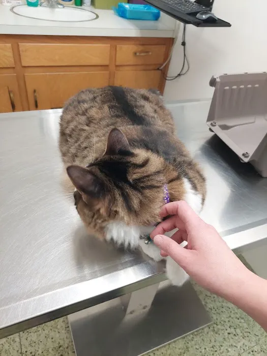 Town & Country Veterinary Clinic Picture 2