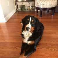 Town & Country Veterinary Clinic ico