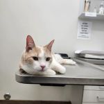 The Pets Place Animal Hospital