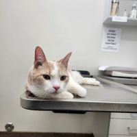 The Pets Place Animal Hospital ico