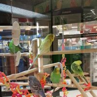 Petco ico