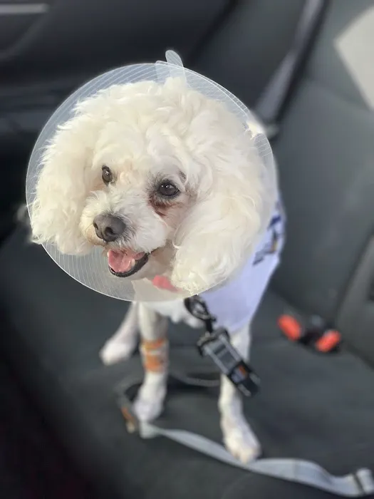 Canyon Crest Animal Hospital Picture 1