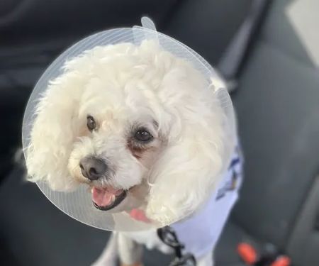 Canyon Crest Animal Hospital