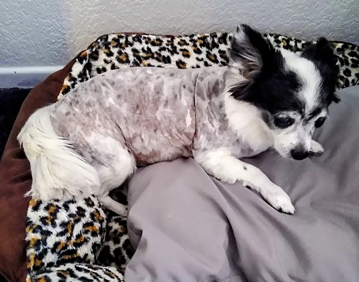 Canyon Crest Animal Hospital Picture 5
