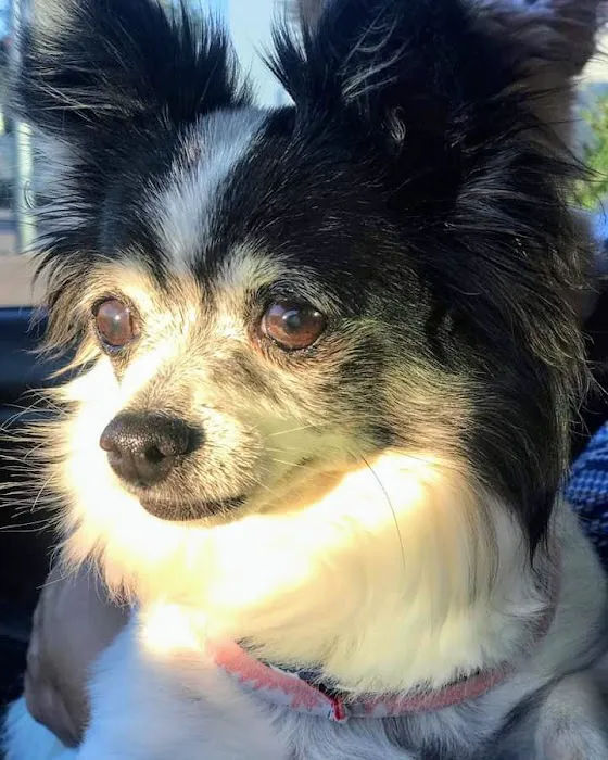 Canyon Crest Animal Hospital Picture 7