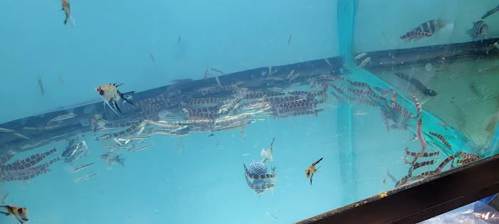 Beltway Aquarium Picture 10