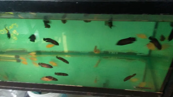 Beltway Aquarium Picture 9