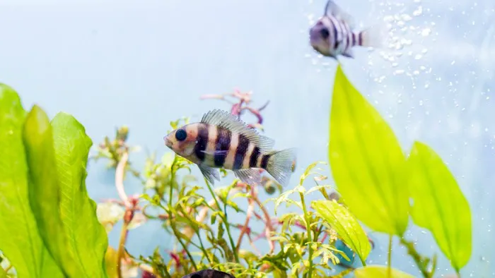 Beltway Aquarium Picture 3