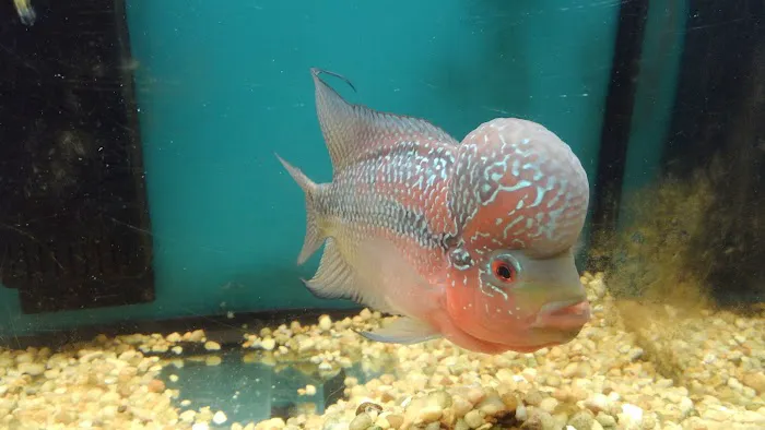 Beltway Aquarium Picture 6