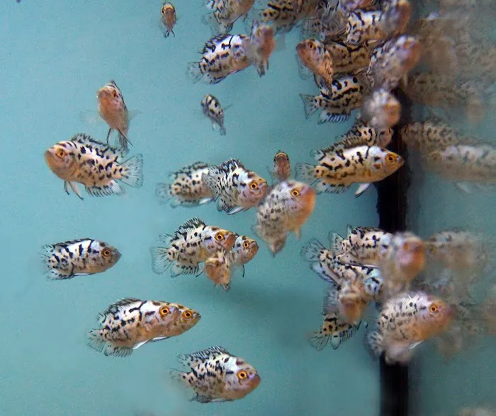 Beltway Aquarium Picture 4