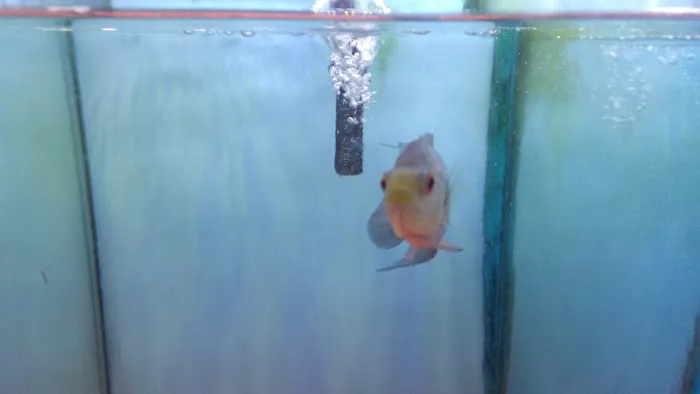 Beltway Aquarium Picture 7