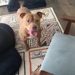 Pampered Pet Boutique and Barkery