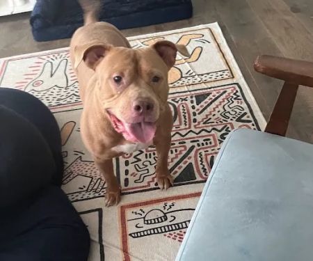 Pampered Pet Boutique and Barkery