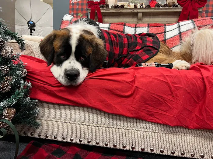 Pampered Pet Boutique and Barkery Picture 7