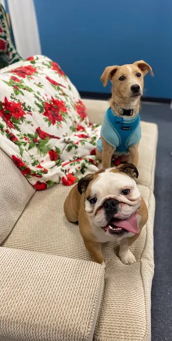 Pampered Pet Boutique and Barkery Picture 4