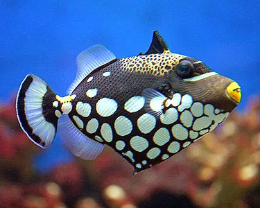 Aquarium Management Systems Picture 4