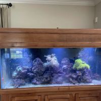 Aquarium Management Systems ico