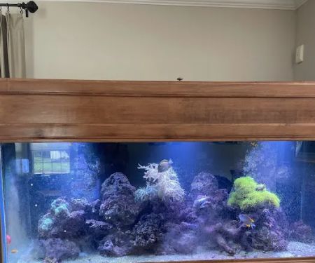 Aquarium Management Systems