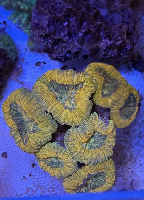 Aquarium Management Systems Picture 6