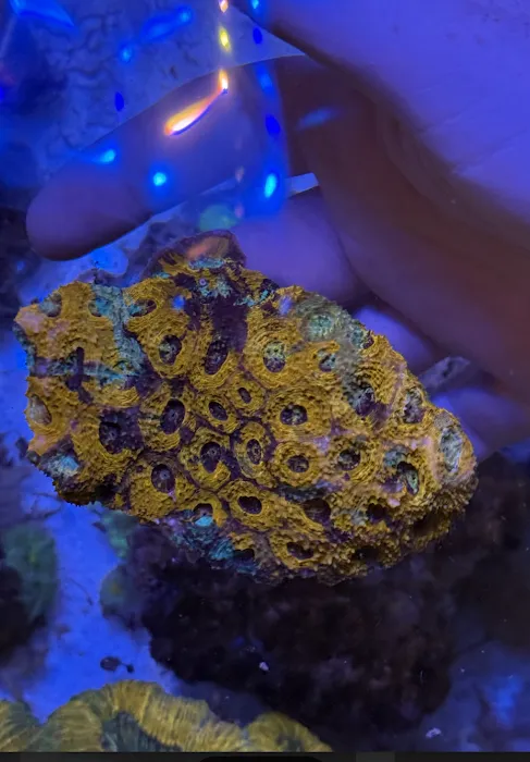 Aquarium Management Systems Picture 8