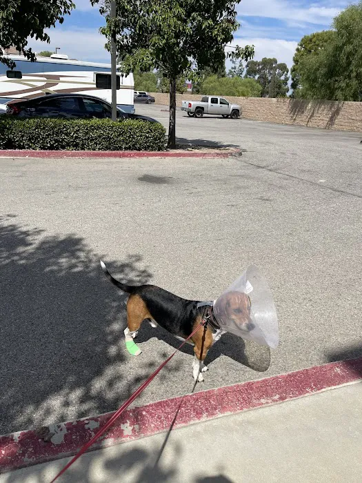 South Corona Pet Hospital Picture 10