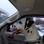 Petco