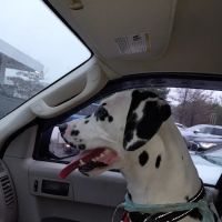 Petco ico