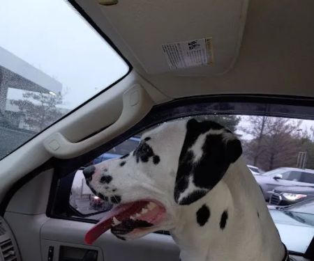 Petco
