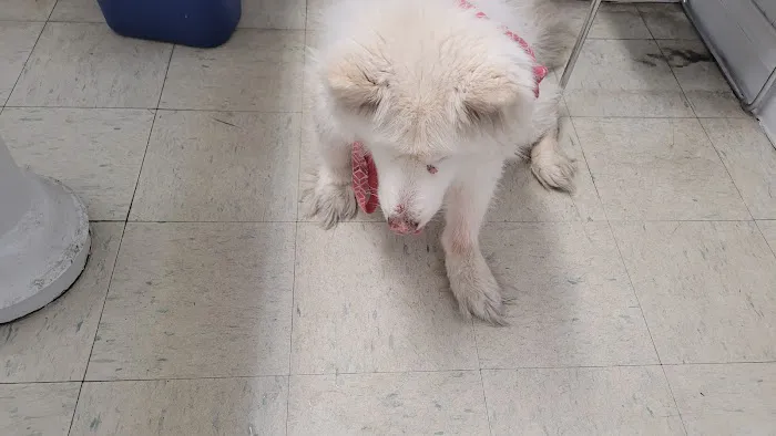 West Highland Dog & Cat Hospital Picture 4