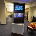 Aqua Creations I Custom Aquariums and Maintenance