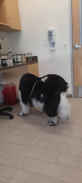 VCA Northside Animal Hospital Picture 7