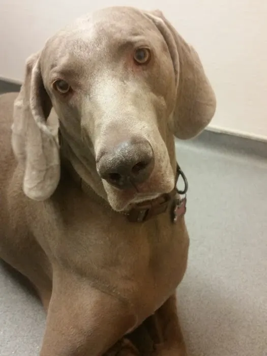 VCA Northside Animal Hospital Picture 9