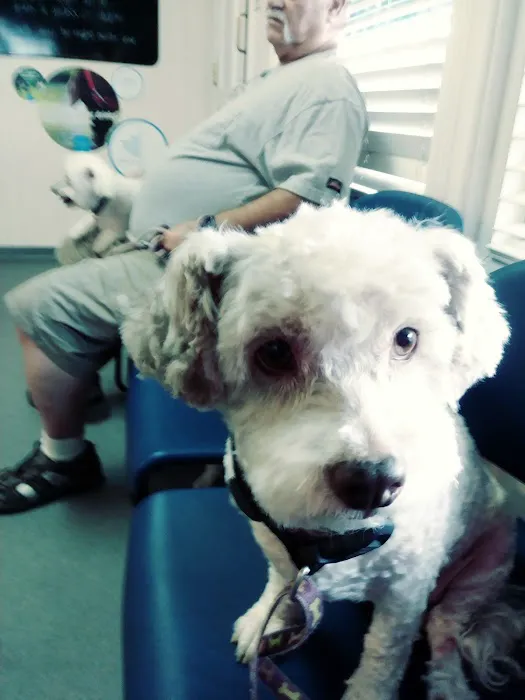 VCA Northside Animal Hospital Picture 8