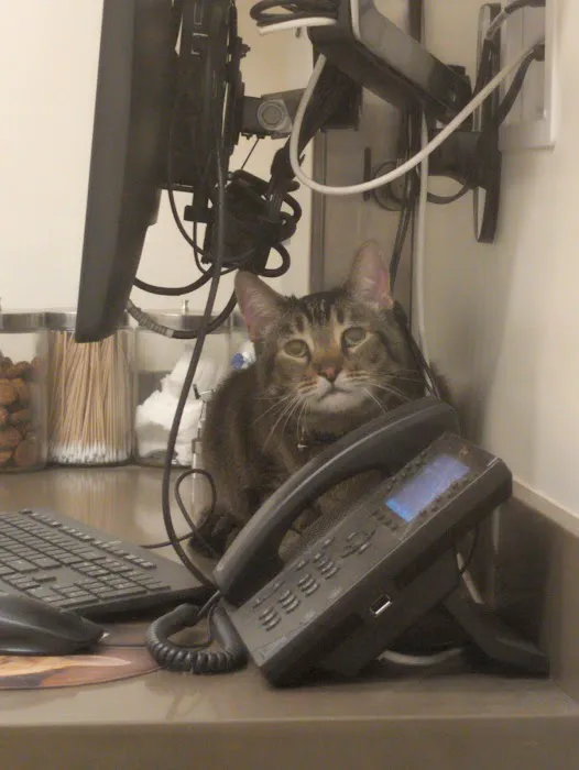 Northside Veterinary Clinic: De Wett Patty DVM Picture 10