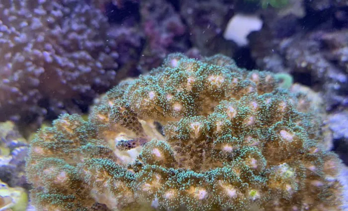 Ultimate Corals Picture 3