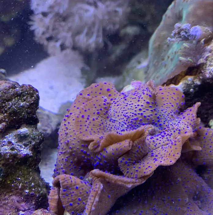 Ultimate Corals Picture 4