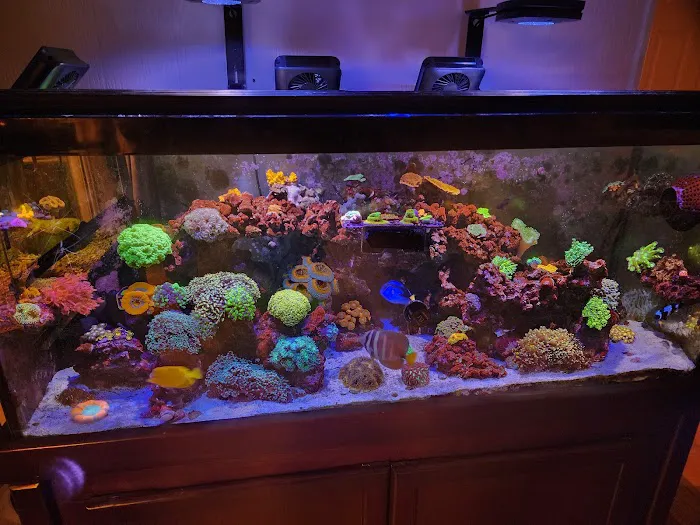 Ultimate Corals Picture 5