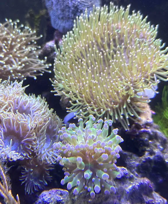 Ultimate Corals Picture 6