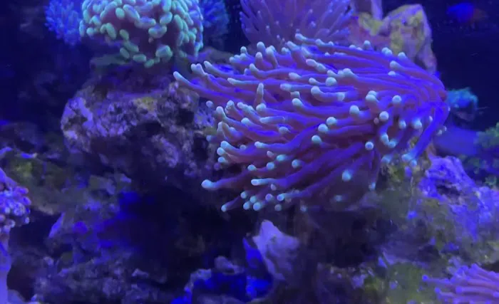 Ultimate Corals Picture 1