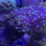 Ultimate Corals