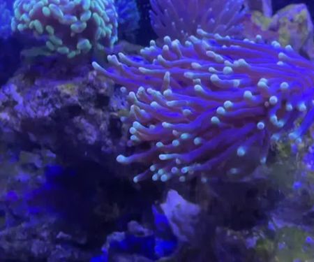 Ultimate Corals