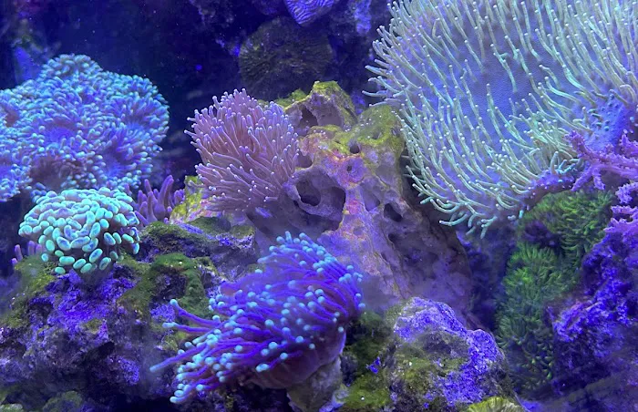Ultimate Corals Picture 2