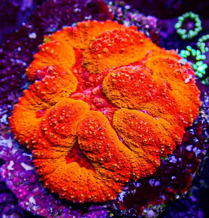 Ultimate Corals Picture 7